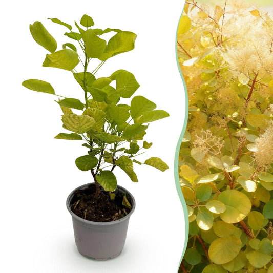 GreenboutiQ - Gartenpflanze - Cotinus coggyria Golden Spirit - Gelb - 1 Pflanze - Laubfallend - Wenig Pflege - Topf 12cm Höhe 35cm 