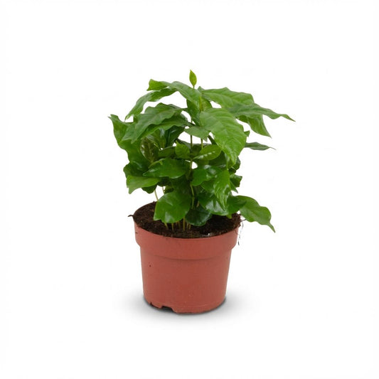 Zimmerpflanze Kaffeebaum Coffea Arabica Weiß – Pflegeleichte Grünpflanze 12cm – Höhe 15–20cm – Dekorative Kaffeepflanze für Wohnzimmer Büro & Fensterbank 