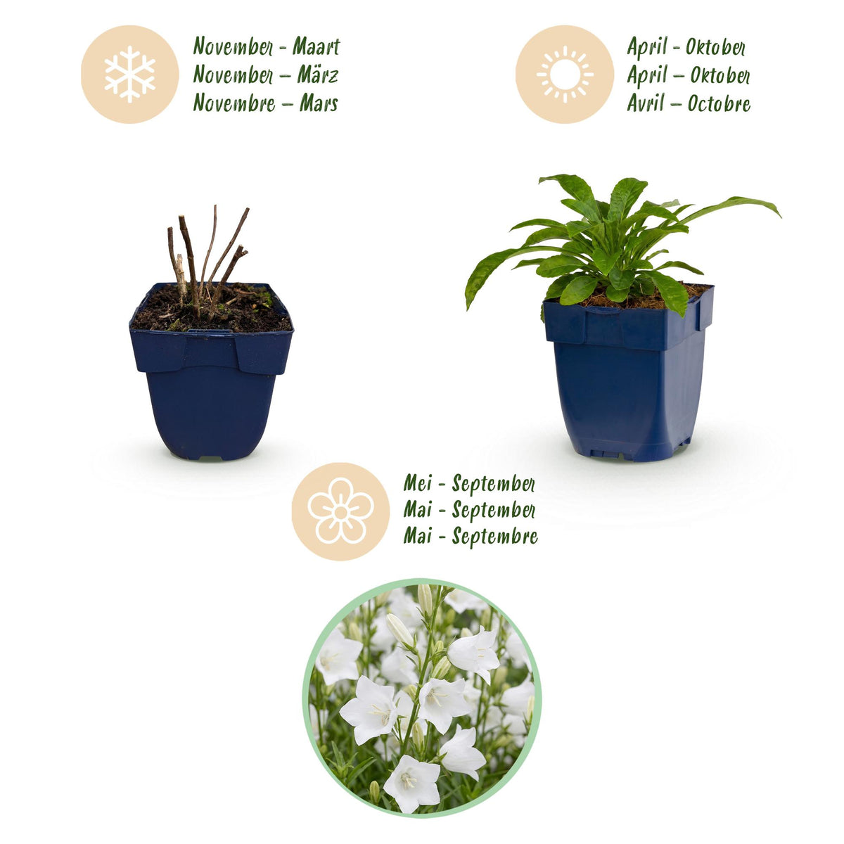 Pfirsichblättrige Glockenblume 'Alba' – Campanula persicifolia 'Alba' – Topf Ø11cm – Ansicht 4