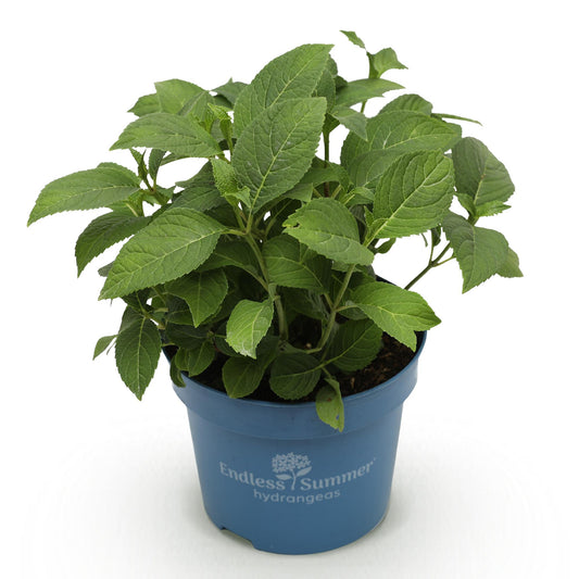 Green boutiQ - Gartenpflanze - Hydrangea Endless Summer Summer Love Purple - Hortensie - Winterhart - Lila - 1 Pflanze - Topf 14cm - Höhe 20-25cm 