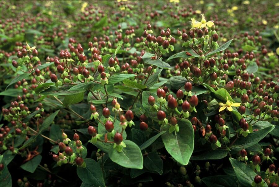 Johanniskraut Hypericum inodorum 'Rheingold' – ↕10-25cm – Ø9cm – 6 Pflanzen – Winterhart, Goldgelbes Laub & Bienenfreundlich 