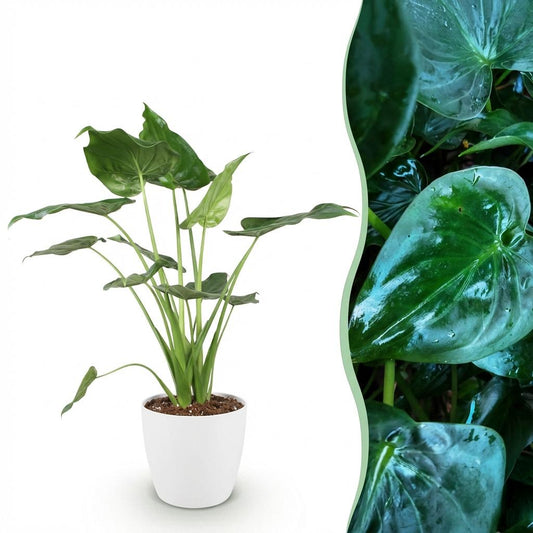 Green boutiQ - Zimmerpflanzen - Alocasia Cucullata - Buddha-Hand - Wenig Pflege - Grün - 1 Pflanze - mit Potter Weiß - Topf 21cm - Höhe 65-70cm 