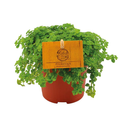 Kanonierblume – Pilea depressa – Ø10,5cm – ↕15cm – Zimmerpflanze – Pflegeleicht & luftreinigend – Kompakte Grünpflanze für Innenräume 