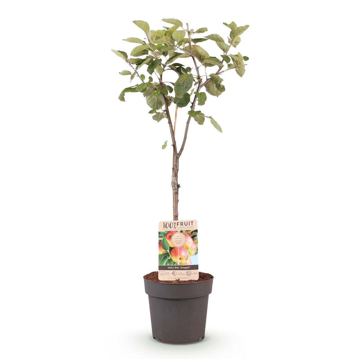Apfelbaum Malus domestica Jonagold – Gelbgrüner Apfel – Obstbaum im Ø21cm – Höhe ca. 90cm – Süß-saurer Geschmack – Pflegeleicht & gesund – Perfekt für Garten & Balkon 