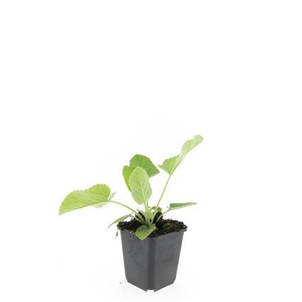 Russel Brandkraut Phlomis russeliana – ↕10-25cm – Ø9cm – Winterhart & Bienenfreundlich – Ansicht 29