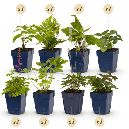 Staudenset „Schatten“ – 24 schattenliebende Stauden für ca. 3 m² – Verschiedene Farben & Blütezeiten – Pflegeleichtes Set für schattige Gartenbereiche – Ø11 cm Topf 