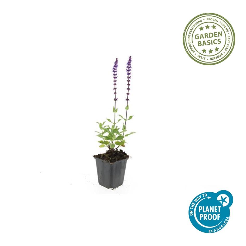 Blüten Salbei Salvia nemorosa Caradonna – ↕10-25cm – Ø9cm – Tiefviolett – Bienenfreundlich – Pflegeleicht – Ansicht 29