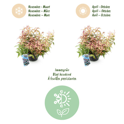 GreenboutiQ - Gartenpflanze - Leucothoe Makijaz - Braun - 1 Pflanze - Immergrün - Wenig Pflege - Topf 17cm Höhe 45cm 
