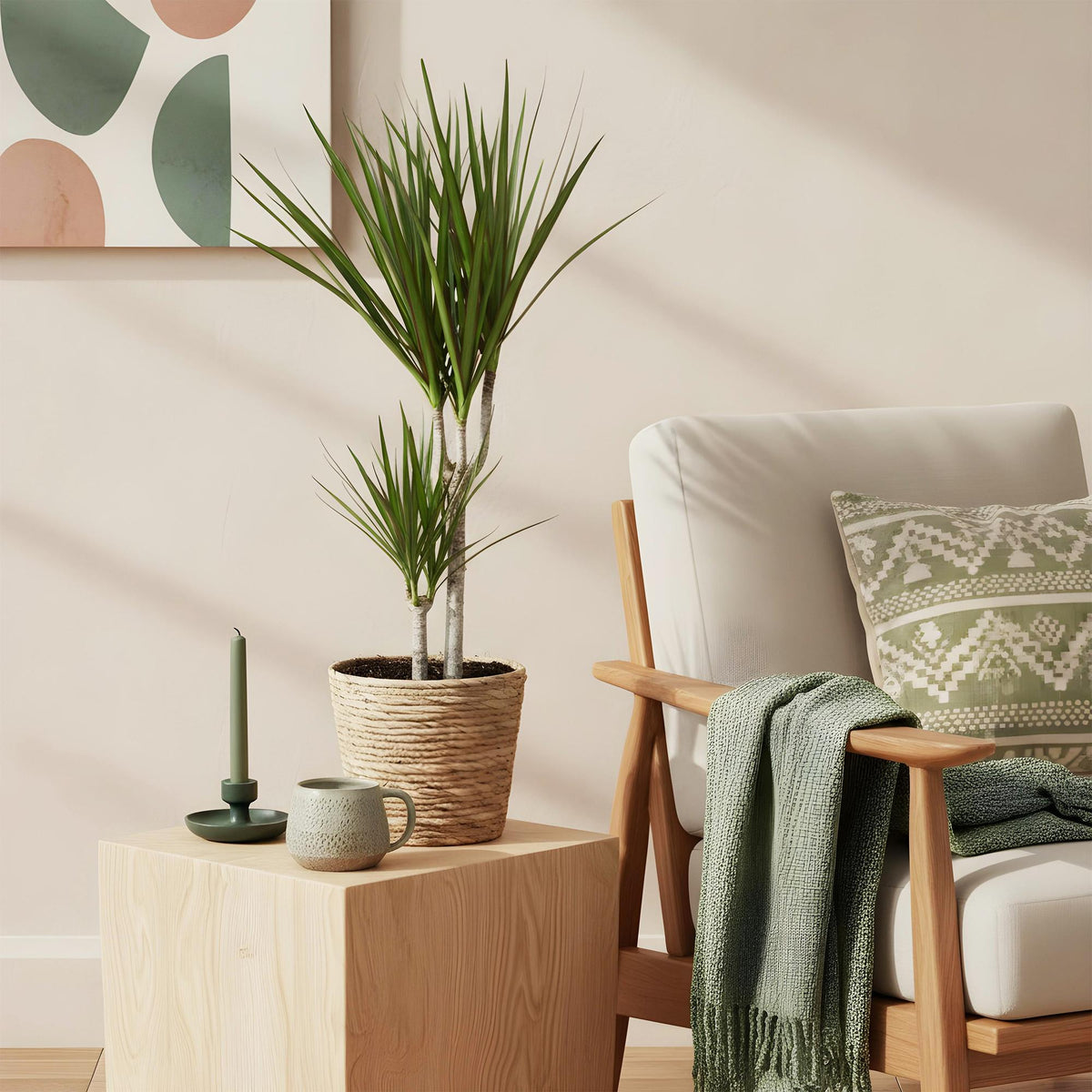 Green boutiQ - Zimmerpflanzen - Dracaena Marginata - Drachenbaum - Wenig Pflege - Grün - 1 Pflanze - Topf 17cm - Höhe 70-80cm 