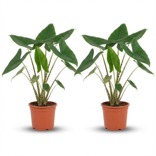 Alocasia Zebrina – 2 Pflanzen – Ø21cm – Höhe 70–75cm – Elefantenohr Zimmerpflanze – Dekorative Blätter mit Zebra-Stielen – Exotische Wohnpflanze 