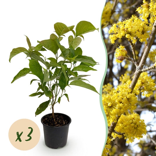 GreenboutiQ - Gartenpflanze - Cornus mas - Blüte Gelb - 3 Pflanzen - Laubabwerfend - Wenig Pflege - Topf 12cm Höhe 35cm 
