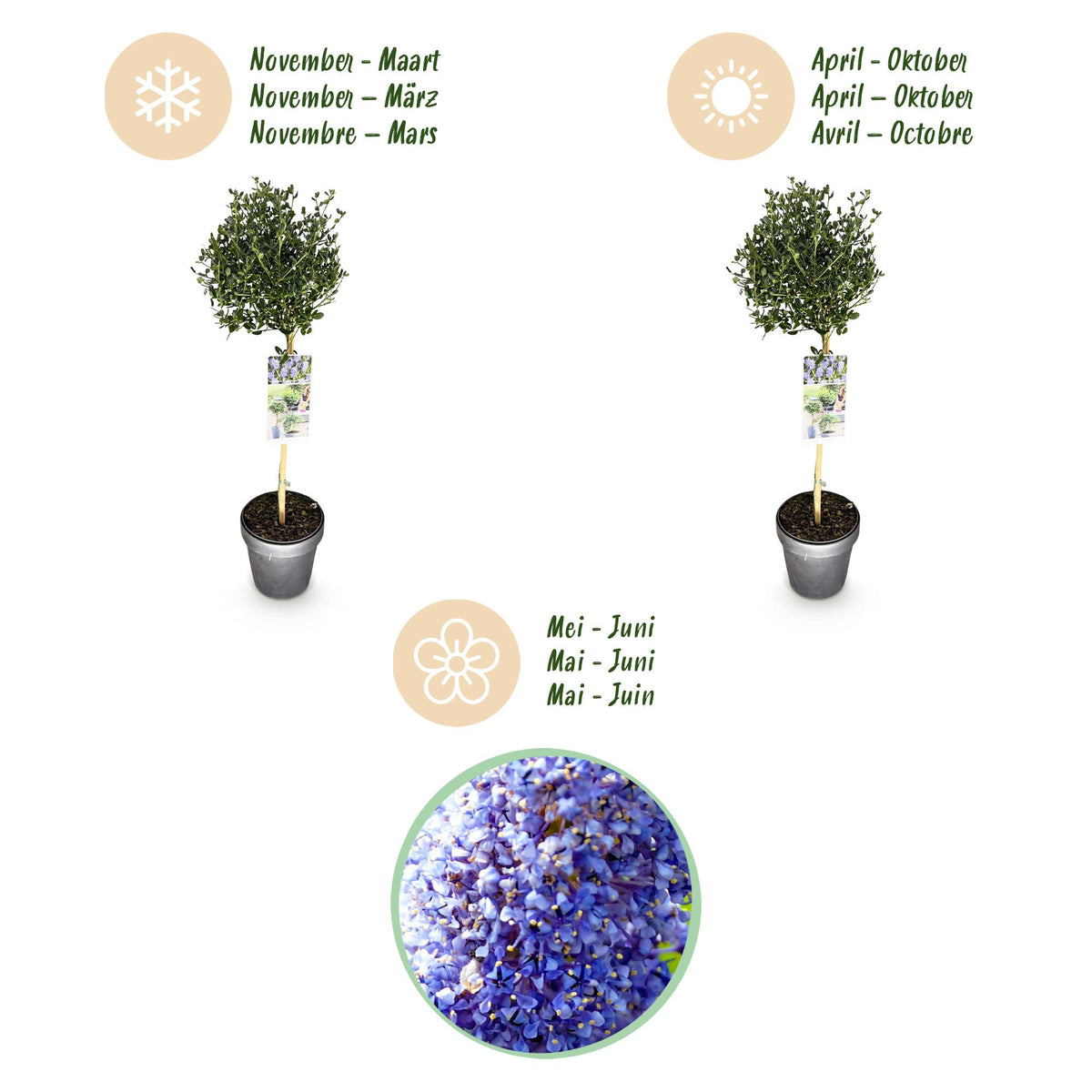 Säckelblume Ceanothus impressus Victoria Ø19cm Höhe90cm – Immergrüne Terrassenpflanze mit lila Blüten – Winterharter Zierstrauch für Balkon & Garten 