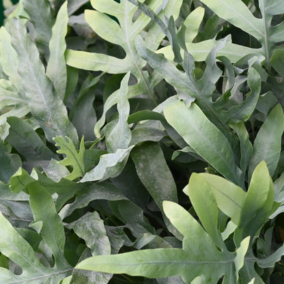 Green boutiQ - Zimmerpflanze - Phlebodium aureum Blue Star - Blaue Farn - Haustierfreundliche Pflanze - Blau - 1 Pflanze - mit Potter Grau - Topf 12cm - Höhe 25cm 