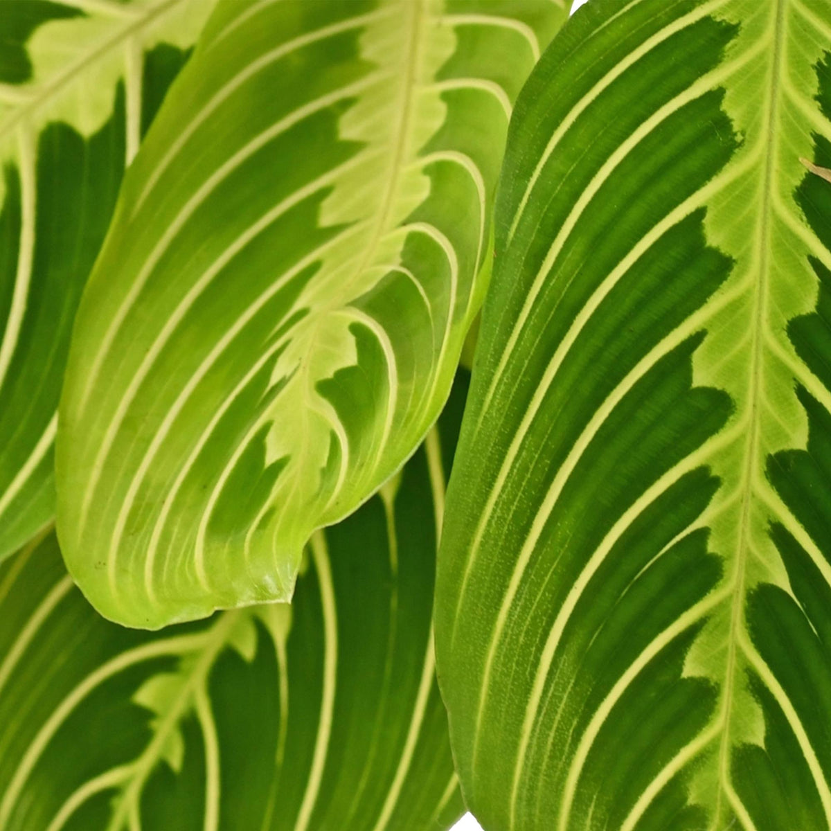 Green boutiQ - Zimmerpflanze - Maranta Fascinator Lemon Lime - Gebetspflanze - Haustierfreundlich - Grün - 2 Pflanzen - Topf 12cm - Höhe 30-35cm 