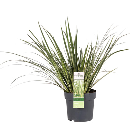 Acorus gramineus 'Argenteostriatus' – Immergrünes Ziergras mit gelbgrünen Streifen – Ø14 cm Topf – Ca. 30 cm hoch – Ideal für feuchte Standorte & Uferbereiche 