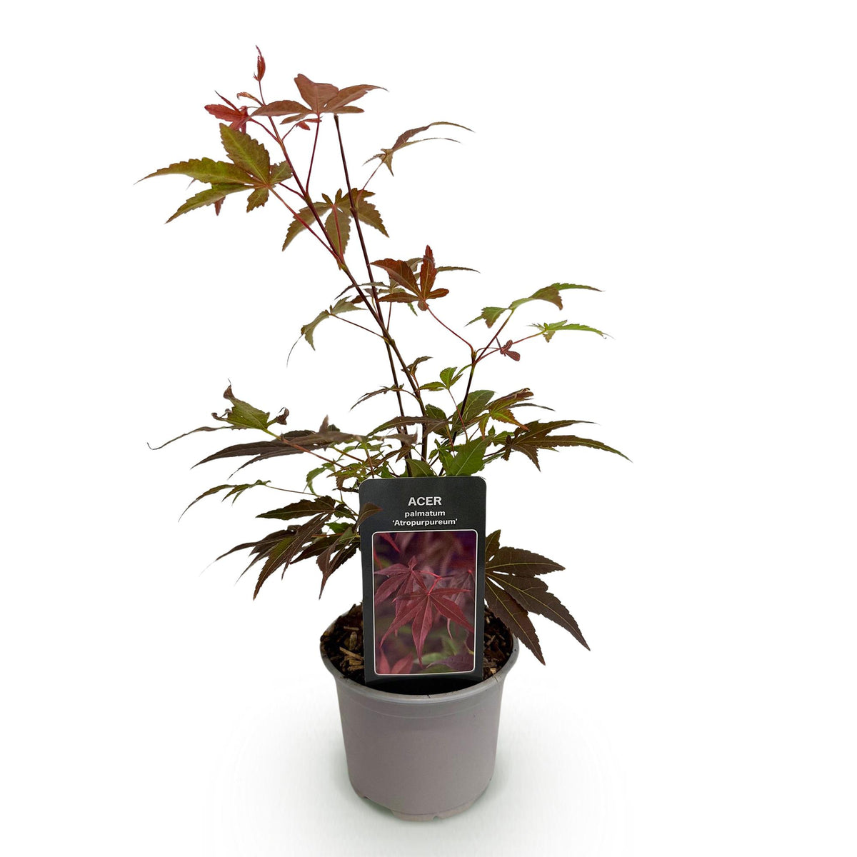 GreenboutiQ - Gartenpflanze - Acer palmatum Atropurpureum - Lila - 1 Pflanze - Laubabwerfend - Wenig Pflege - Topf 12cm Höhe 35cm 