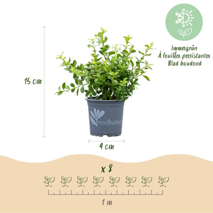 BetterBuxus Babylon Beauty Hecke 8 Pflanzen für 1 Meter 20-25cm 9cm widerstandsfähig pflegeleicht für Garten – Ansicht 11