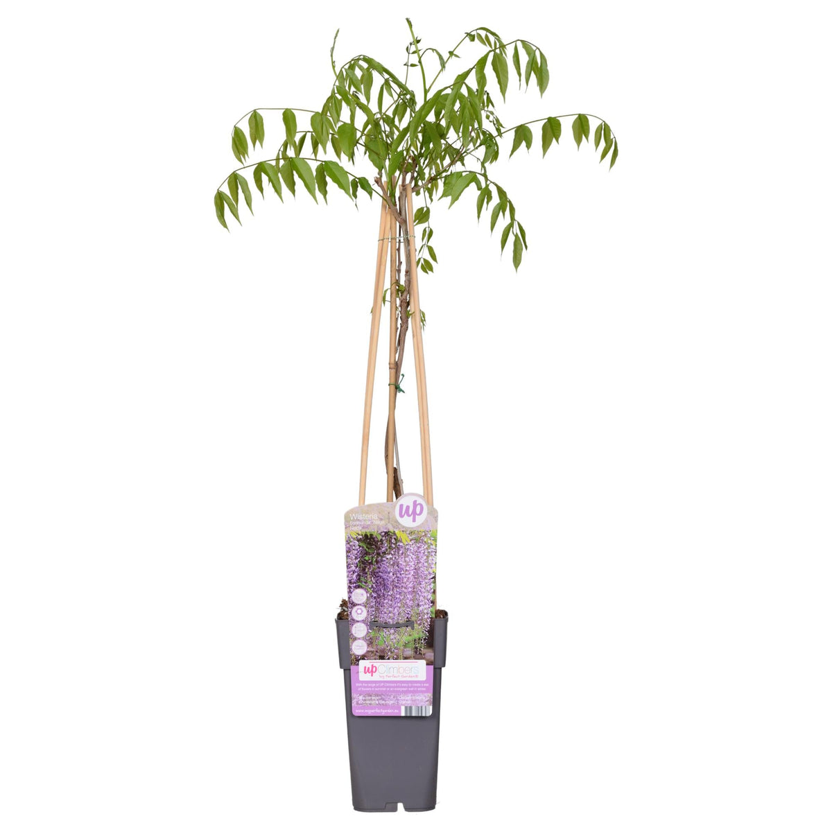 Blauregen - Wisteria floribunda 'Naga Noda' - Purpurner Regen - Ø15cm ↕65cm - Schnellwachsende Kletterpflanze mit langen, violetten Blütentrauben für Pergola, Zaun & Garten 