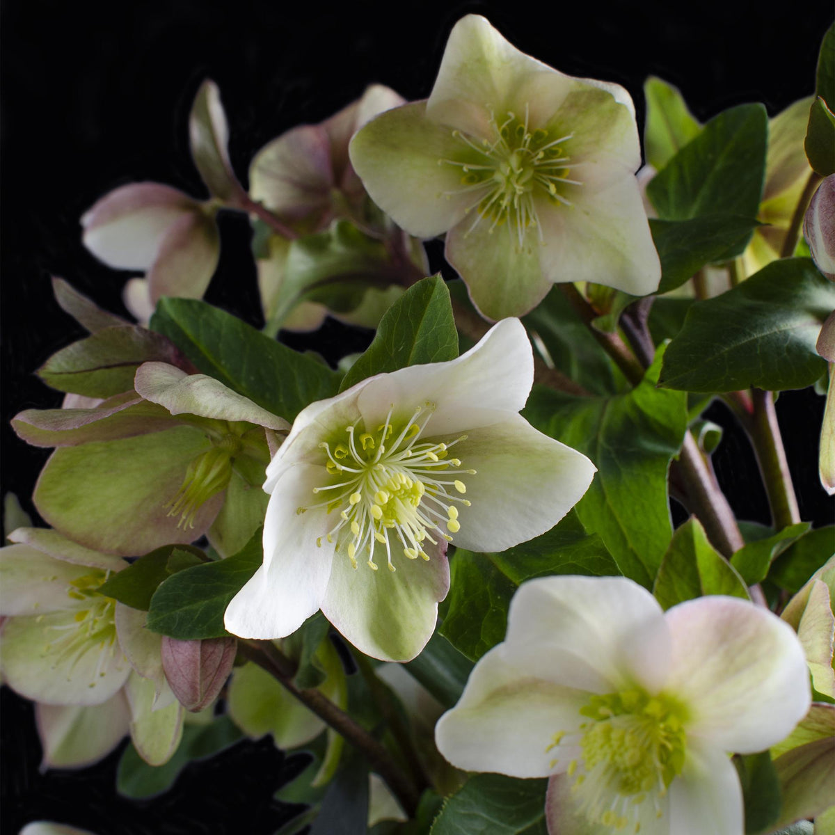 GreenboutiQ - Gartenpflanze - Lenten Rose - Helleborus Diamfire - Grüne Blüte - Immergrün - Topf 19cm Höhe 40cm 