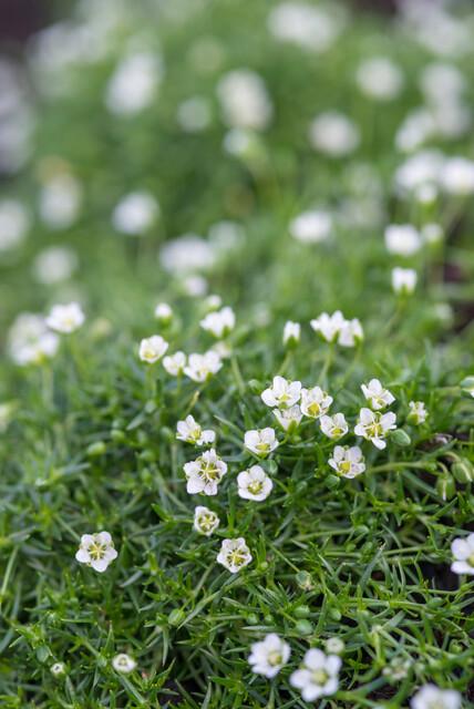 Sagina subulata Irisches Moos – Bodendecker Set Ø9cm – Immergrün & trittfest – Ansicht 29