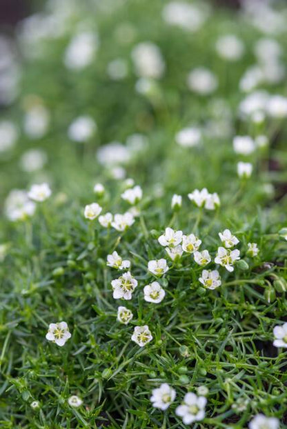 Sagina subulata Irisches Moos – Bodendecker Set Ø9cm – Immergrün & trittfest – Ansicht 29
