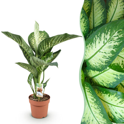 Green boutiQ - Zimmerpflanzen - Diefenbachia Tropic Snow - Dieffenbachia - Wenig Pflege - Bunt - 1 Pflanze - Topf 21cm - Höhe 90-100cm 