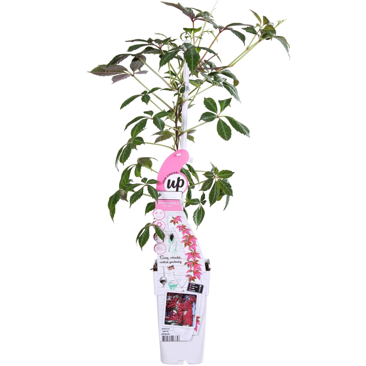 Jungfernrebe – Parthenocissus henryana – Ø15cm – ↕65cm – Farbintensive Kletterpflanze mit roter Herbstfärbung 