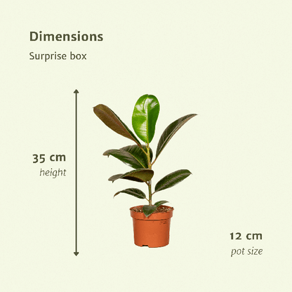 Pflanzen Überraschungsbox – 6 verschiedene Zimmerpflanzen im Ø12cm Topf – 25cm Höhe – Vielfältige Blattfarben & Strukturen – Pflegeleicht & dekorativ für Wohnzimmer & Büro 