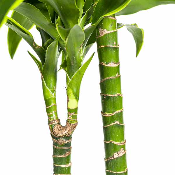 Dracaena Deremensis Dorado – Drachenbaum – Ø24cm – ↕120-140cm – Elegante Zimmerpflanze mit dunkelgrünen Blättern & gelbem Rand – Pflegeleicht & luftreinigend 