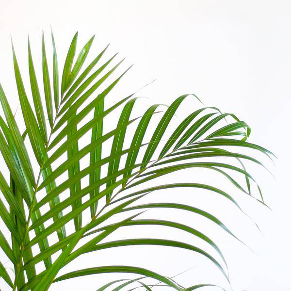 Areca-Palme Dypsis Goldfruchtpalme – Zimmerpflanze ↕100cm Ø21cm – Mit Natur-Korb Sofia Seegras Beige – Luftreinigende Tropenpflanze für Wohnzimmer & Büro 