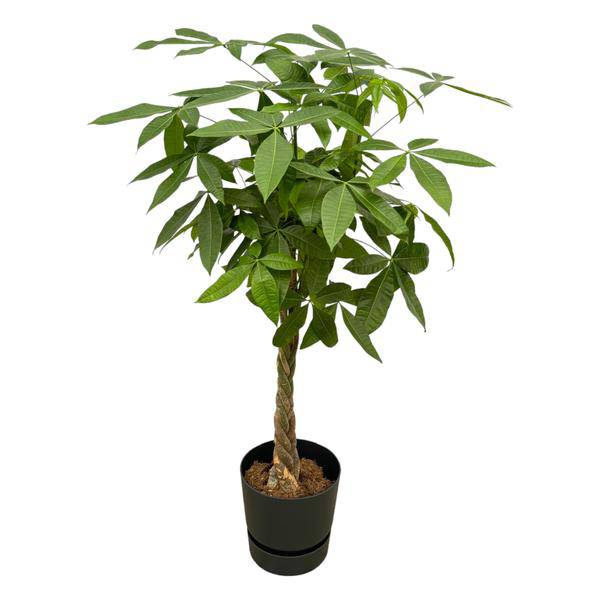 Pachira Aquatica – Glückskastanie – Geldbaum – Zimmerpflanze ca. 160cm – ø30cm – inkl. Pflanzgefäß Greenville Schwarz – XXL Glückspflanze mit geflochtenem Stamm für Wohnzimmer, Büro & Wintergarten 