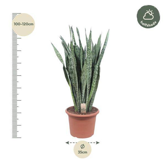 Ceylon-Bogenhanf – Sansevieria Zeylenica – Zimmerpflanze 110cm – Ø35cm – Pflegeleichte Grünpflanze für Wohnzimmer, Büro & Schlafzimmer – Luftreinigende Pflanze 
