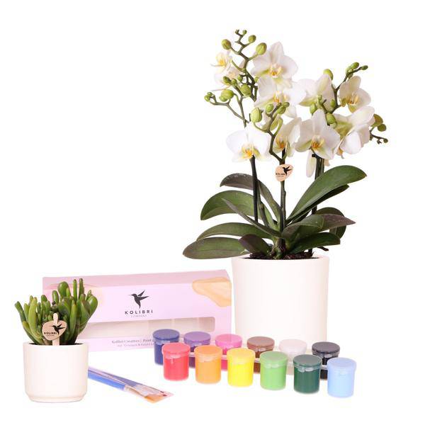 Malset Blumentöpfe bemalen mit Orchideen & Sukkulenten – DIY Kreativset für mindestens 4 Personen – Inklusive 8 weiße Töpfe, 4 Orchideen, 4 Sukkulenten, 24 Farben & 8 Pinsel – Bastelset für Kinder & Erwachsene 