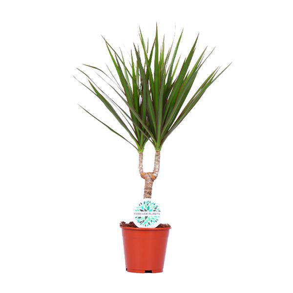 Drachenbaum - Dracaena Marginata - Zimmerpflanze - Ø14cm - ↕55cm 
