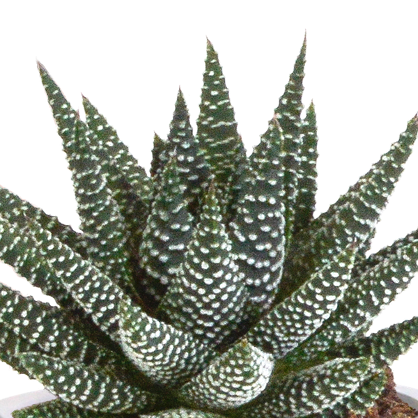 Sukkulente - Gasteria/Haworthia - Mix 8,5cm - 3 Stück + Topf 