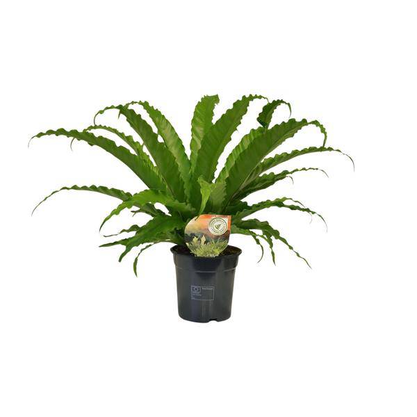 Nestfarn - Asplenium Osaka - Zimmerpflanze - Ø17cm - ↕40cm 