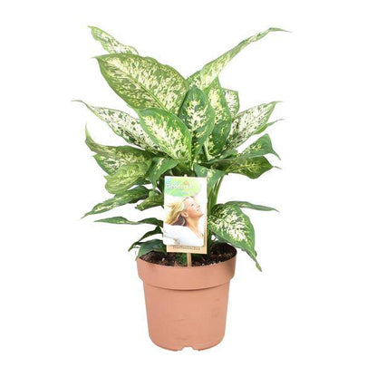 Dieffenbachie - Dieffenbachia Compacta - Zimmerpflanze - Ø17cm - ↕45cm 