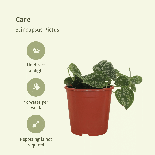 Efeutute - Scindapsus Pictus Epipremnum - Zimmerpflanze - 5cm - ø12cm - 4 Stück 
