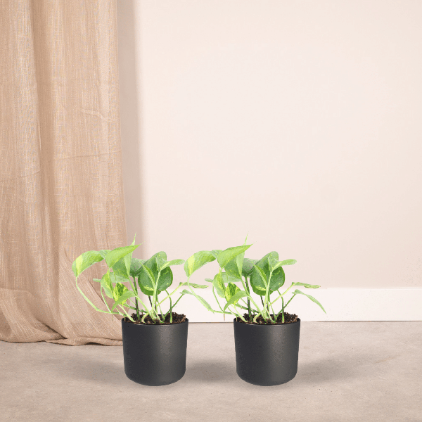 Efeutute - Epipremnum Aureum Scindapsus - Zimmerpflanze - 20cm - ø12cm - 2 Stück 