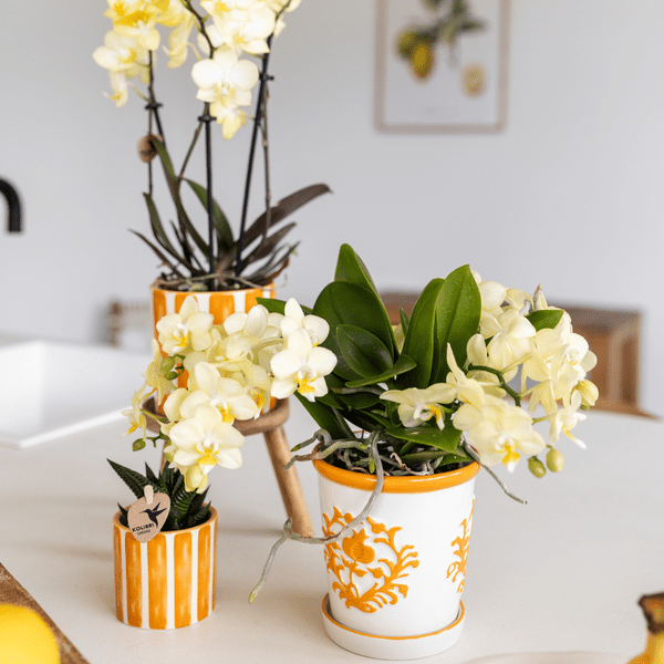 Malaga Blumentopf Orange Ø9cm – Dekorativer Keramiktopf in sommerlichem Design – Pflanzentopf für Zimmerpflanzen & Kräuter – Stilvolle Blumendeko für Wohnzimmer, Küche & Büro 