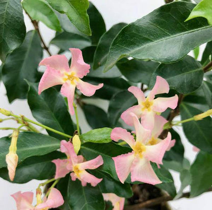 Sternjasmin Trachelospermum 'Star of Ibiza' – 2er-Set – ca. 65cm hoch im Ø15cm – Immergrüne, winterharte Kletterpflanze mit rosa Blüten – Für Balkon, Terrasse & Garten 