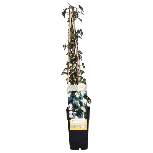 Gold-Efeu - Hedera helix 'Goldheart' - ↨65cm - Ø15cm - 4 Stück 