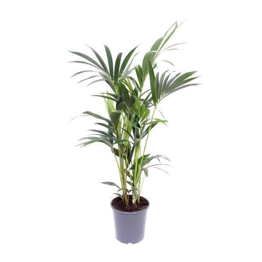 Kentia-Palme - Howea Forsteriana - Zimmerpflanze - Ø17cm - ↕75cm 