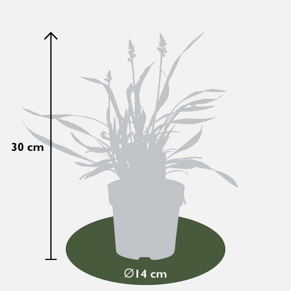 Liriope muscari 'Ingwersen' – Glöckchentraube – Immergrüne Staude – Ø14cm – ↨25-30cm – 3 Pflanzen– Bodendecker für Schatten & Halbschatten 