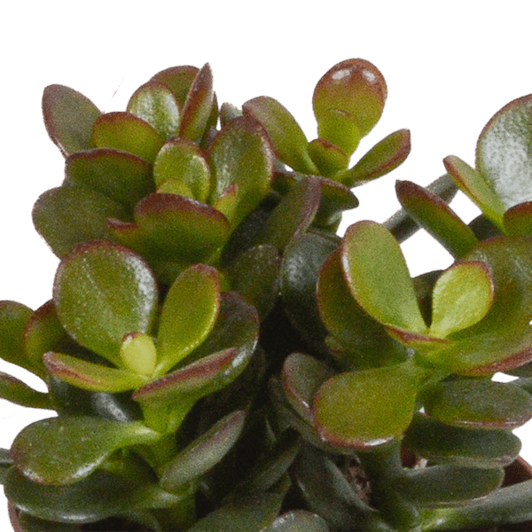 Dickblatt - Crassula - Mix - Zimmerpflanze - 8,5 cm - 3 Stück 
