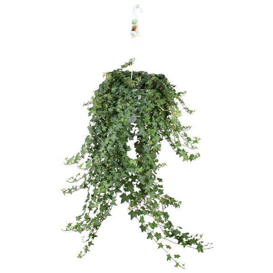 Hedera Helix Pitsburg – Efeu Hängepflanze – Zimmerpflanze Ø24cm – ca. 70cm Länge – Luftreinigende Kletterpflanze für drinnen 