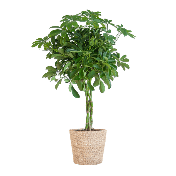 Schefflera Arboricola Nora – Birkenfeige – Zimmerpflanze + Blumentopf Sofia Natur – ↕70cm – Ø21cm – Handförmige Blätter – Pflegeleicht & dekorativ 