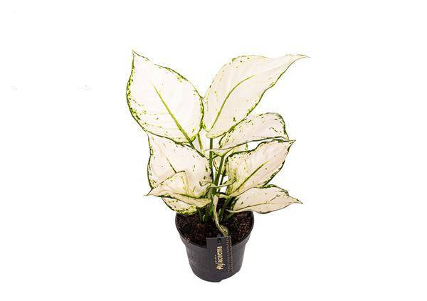 Aglaonema White Joy – Zimmerpflanze Ø12cm – Höhe bis 35cm – Pflegeleicht & Luftreinigend – Dekopflanze für Zuhause & Büro 