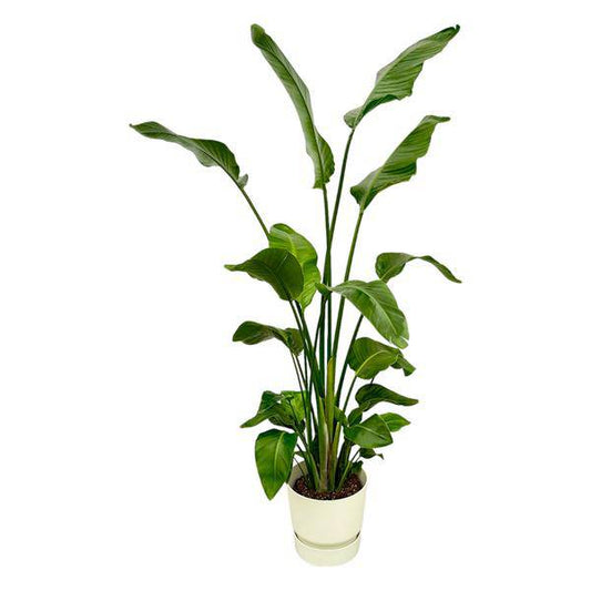 Strelitzia Nicolai – Baum-Strelitzie – Zimmerpflanze ca. 180cm – ø30cm – inkl. Pflanzgefäß Greenville Weiß – Weißer Paradiesvogel – Tropische XL-Pflanze für Wohnzimmer, Büro & Wintergarten 