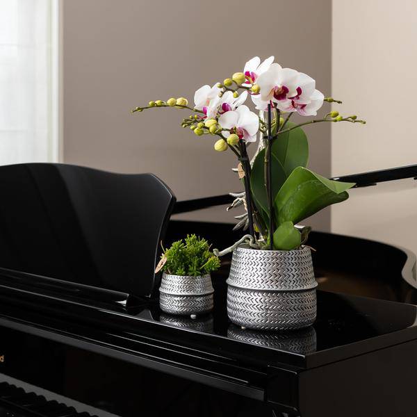 Groove Blumentopf – Goldener Keramiktopf – Ø12cm – Dekorativer Ziertopf mit markantem Rillenmuster – Mattes Finish – Für Zimmerpflanzen & Orchideen 